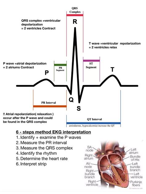 ecg for dummies|Introduction to ECG Interpretation – ECG & ECHO.